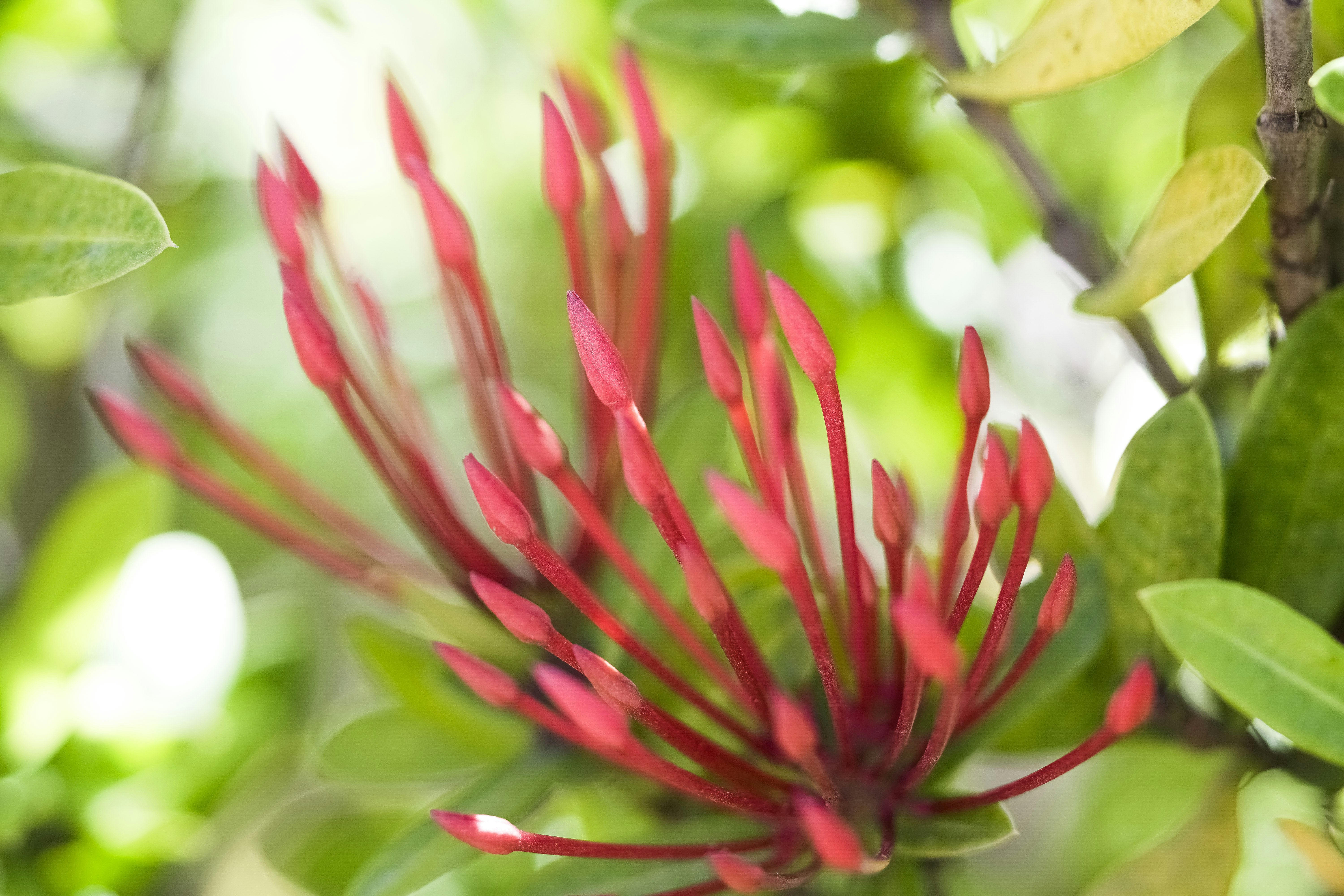 red flower in tilt shift lens